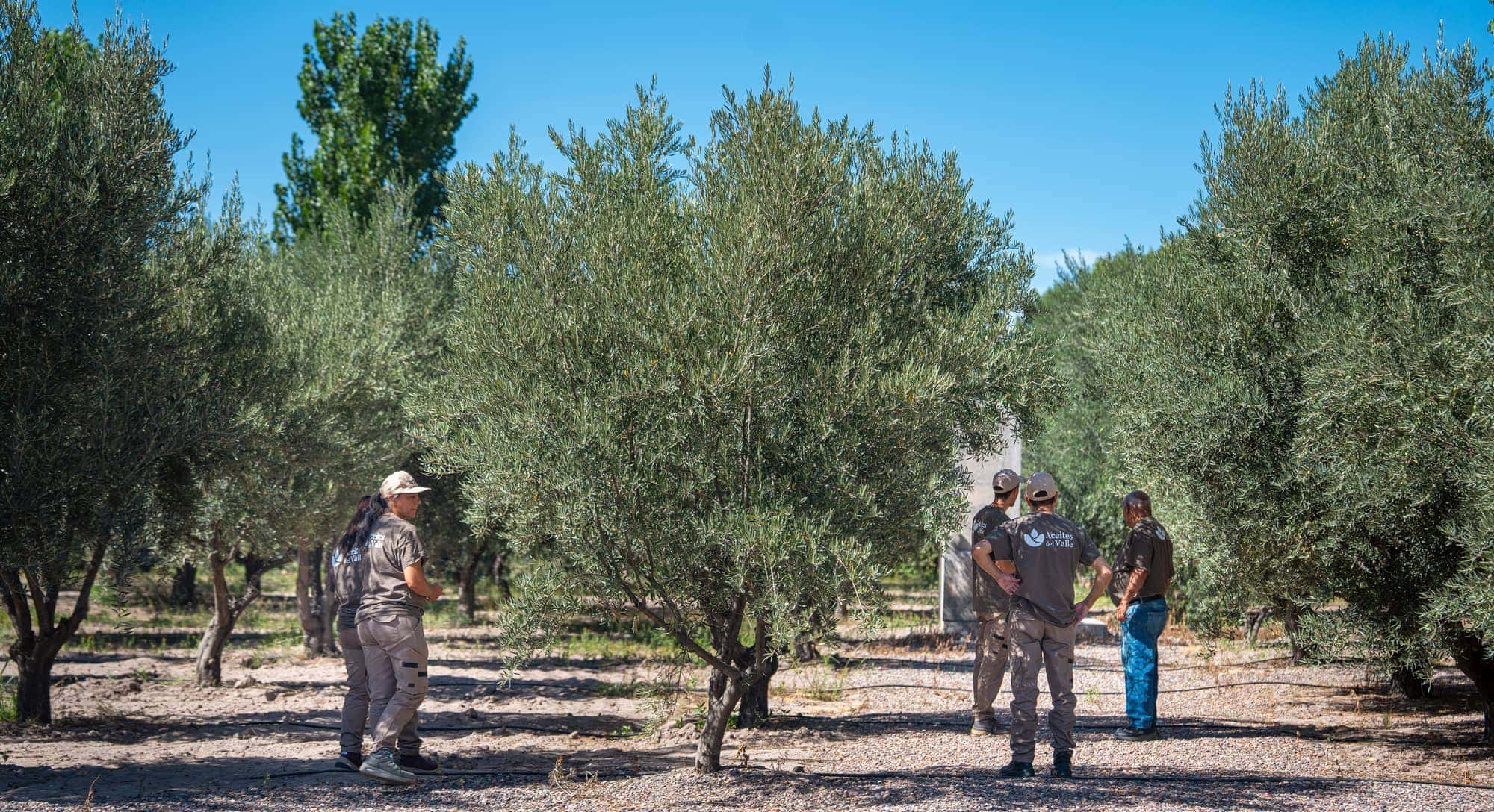Equipe da Aceites del Valle entre as oliveiras de um olival em Mendoza, sob céu azul